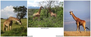 the 3 subspecies of giraffe found in Kenya - masai, rothschild's and reticulated. Which one do you think is the prettiest?