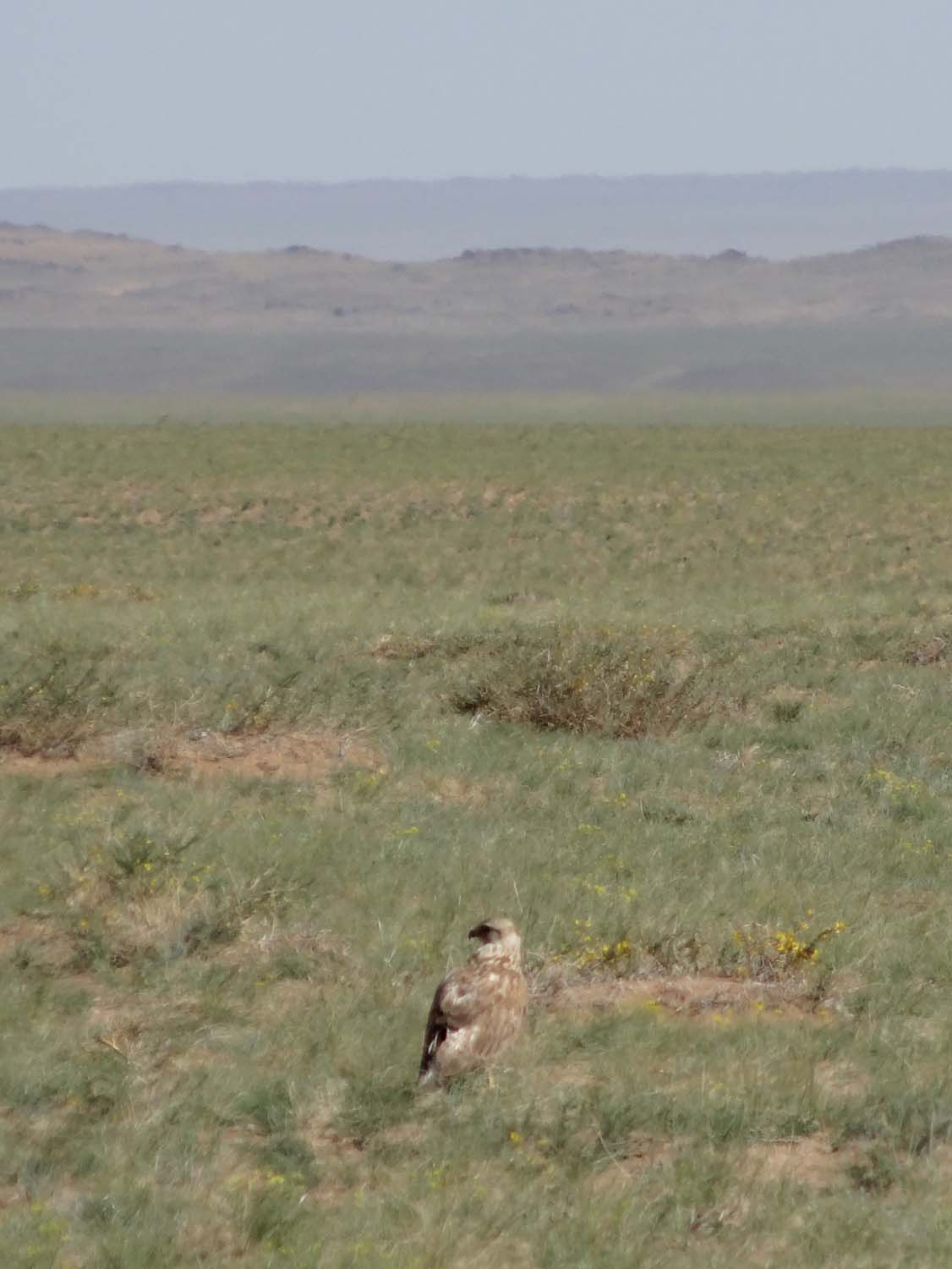 we see a lot of bird of prey in the Gobi