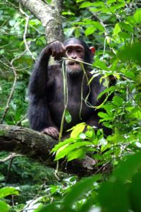 chimpanzees spend a lot of time eating