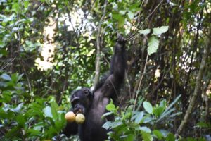 Fudge, the new alpha male, has found some large mabungo fruit to eat