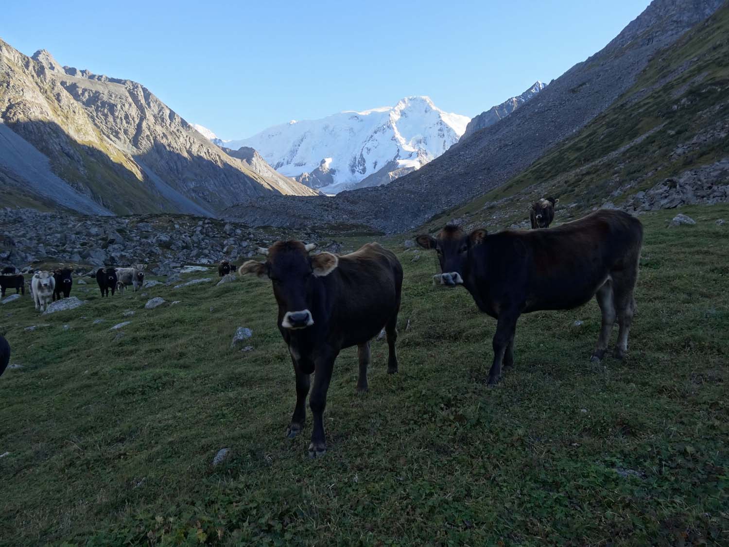 cows in the high pastures (weilanden)