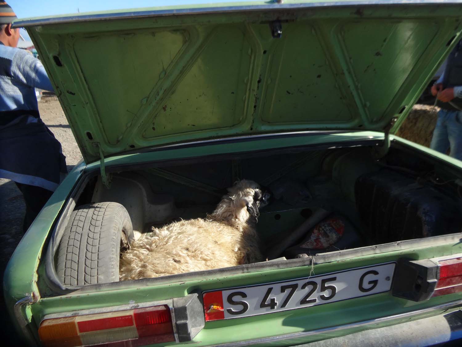 how do you transport your new sheep? in the boot of course