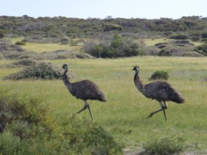 lots of emus
