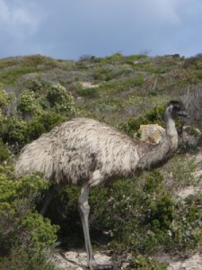 another emu