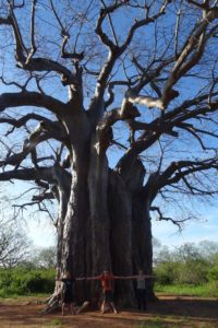 baobabs are huge in this part of the country!