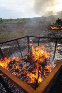 burning the 686 rhino horns (from 343 rhinos)