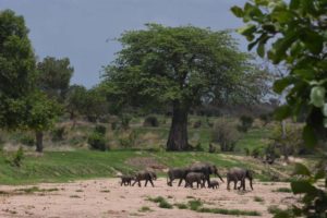 a family of elephants crosses the dry river bed in Ruaha NP