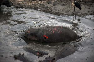 this is what happens when so many hippos live in a small, confined space when water is scarce, fights result in horrendous wounds
