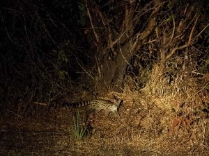 large-spotted genet hunting in Katavi NP