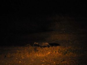 a beautiful African civet hunting along the river