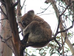 cute koala on the Great Ocean Road