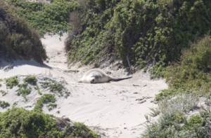 sea lion in the dunes