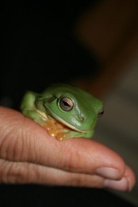 very cute tree frog