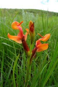 our first orchid spotted - disa stolzii - hippo mouth orchid