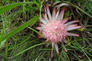 flowers growing straight out of the ground - protea humifusa