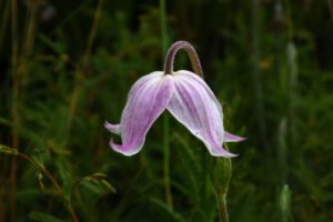 no orchid - climatopsis uhehensis - white bell
