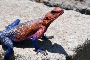 a colourful red-headed rock agama