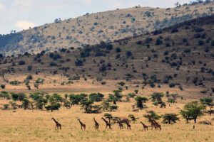 a journey of giraffe is dwarfed by the scenery
