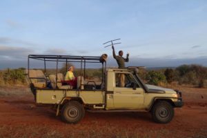 tracking the wild dogs from the car