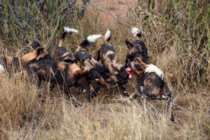 wild dogs with a bone (from a baby giraffe?)