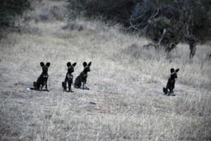 4 of the 6 pups were parked near our safari vehicle, we suspect the vehicle is considered a safe spot as the wild dogs are used to it