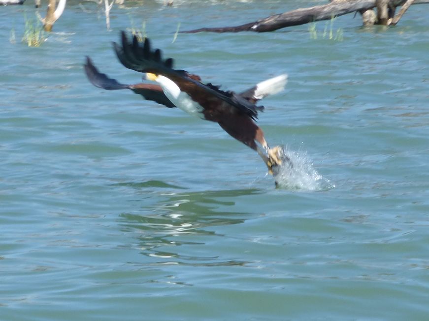 the mighty fish eagle picks up a fish from the lake, the females are larger than the males and have a wingspan of 2.4m