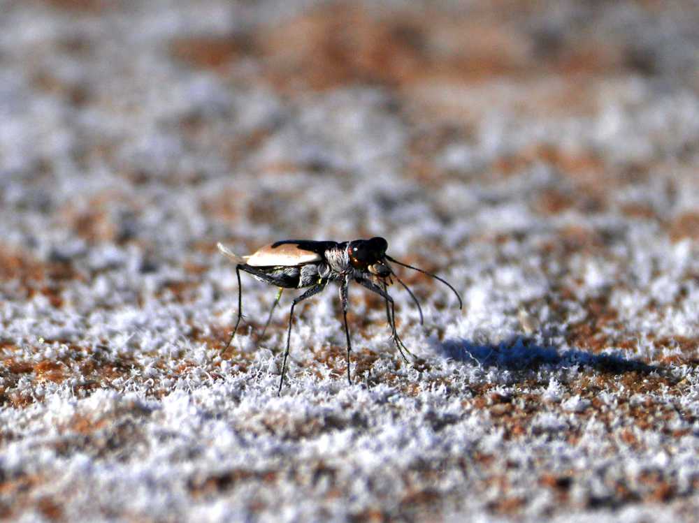 some funky-looking flies walk across the salt pans