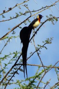 a new pretty bird for our list - eastern paradise-whydah