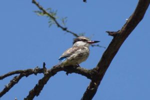 new bird for us - striped kingfisher