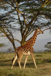 one of three giraffes found in Kenya, the Rothschild's giraffe