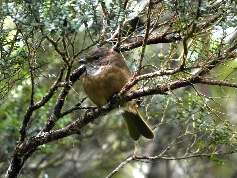 olive whistler near Lake Osborne, Tasmania