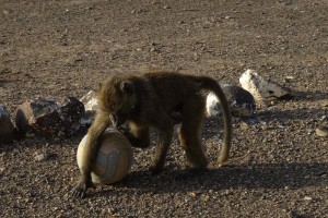 the baboon that hangs around the park entry gate enjoys playing with the soccer ball