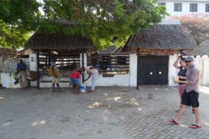there is a donkey centre on Lamu, but we still see quite a bit of abuse in the few days we are there