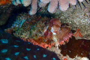 a tasselled scorpionfish, usually quite hard to spot as they are masters in camouflage, but we've all learned how to find them and see them regularly