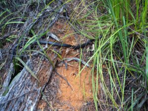 this mama tiger snake wasn't keen to move from her spot