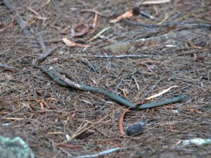 we spote a white-lipped snake (drysdalia coronoides) on the track. Tasmania has three types of snake and we saw two different ones on this hike