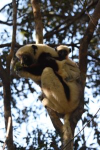 the next day we spot our first day-time lemurs, this is a coquerel's sifaka with baby