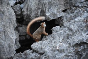 a crowned lemur emerges from the forest with his family and some brown lemurs to have a drink in a small cave in the dry river bed