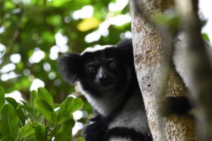 the indri, the singing lemur with its haunting voice. Quite impressive to hear!