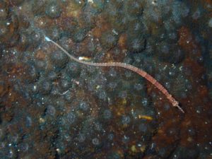 a black-breasted pipefish