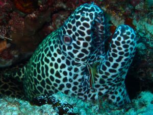 a spotted moray eel at a cleaning station is getting his mouth cleaned by a white-banded cleaner shrimp
