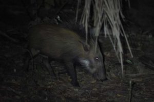 juvenile bushpig rummaging around in the leaves for fallen palmnuts around our banda (room)