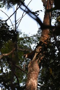 a curious red-tailed monkey peers down on us from high up the tree