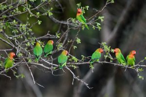 aren't they gorgeous? a flock of nyasa lovebirds were feeding in the grass and occasionally would fly back into the tree when an alarm was called