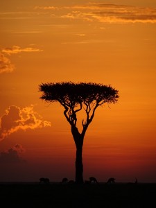 another gorgeous sunset in Africa