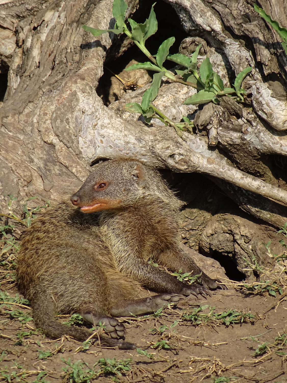 unlike most other mongoose species the banded mongoose lives in large colonies, we watched them for a long time before they set off into the distance