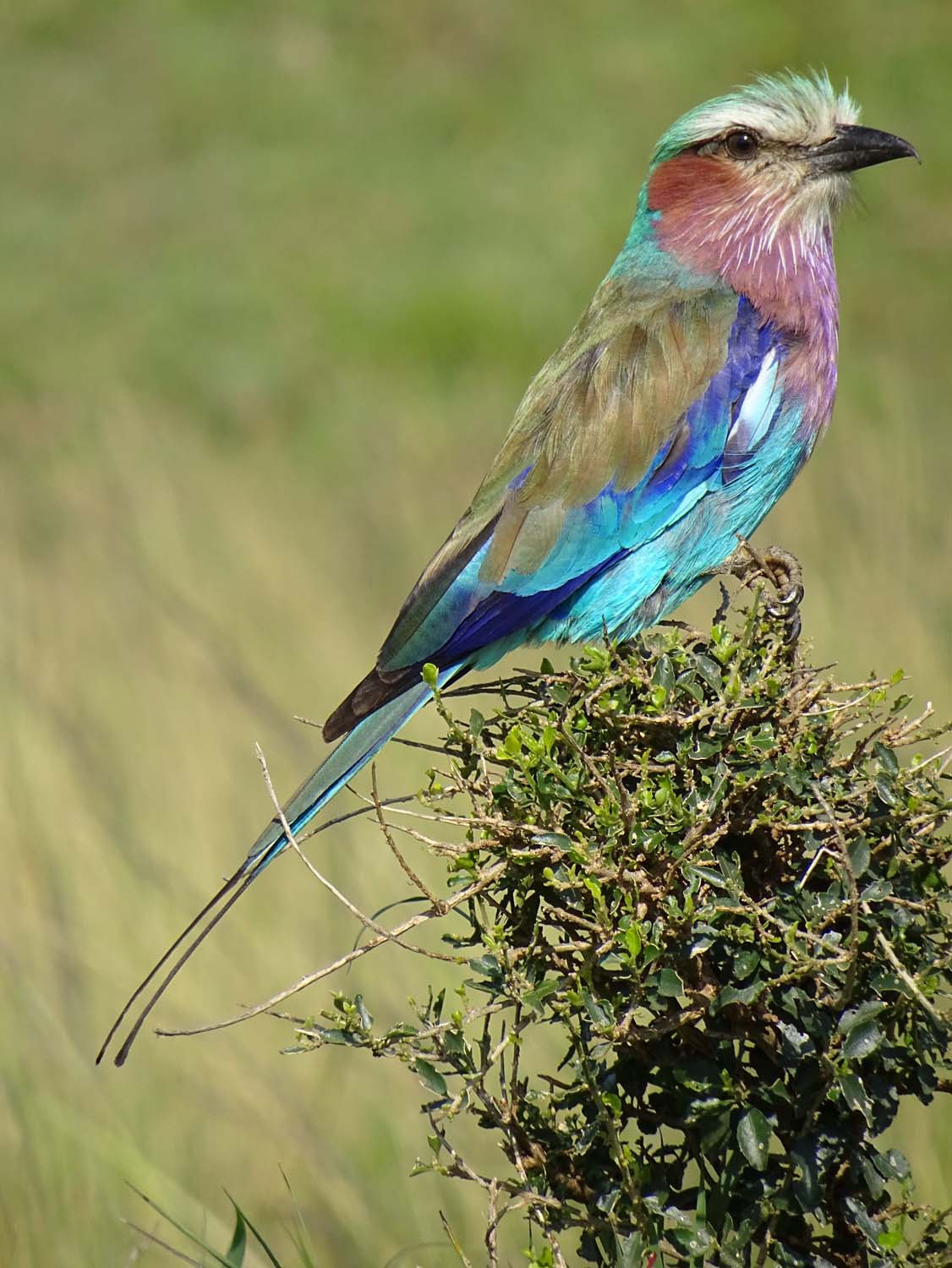 the beautiful national bird of Kenya: the lilac-breasted roller