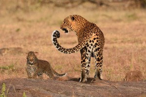 leopard and one of her 2 cubs (approximately 2 months old) - one of the big 5
