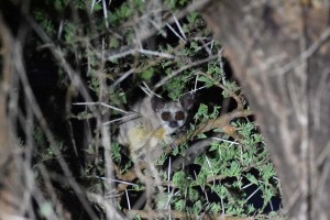 bush baby, very easy to spot with a good torch, but very hard to properly see them as they are very fast and very agile...