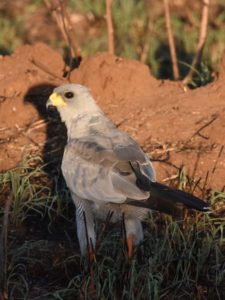  a beautiful eastern pale chanting goshawk in he early evening light. We thought he must be eating something as he was on the ground, but we couldn't really see what.